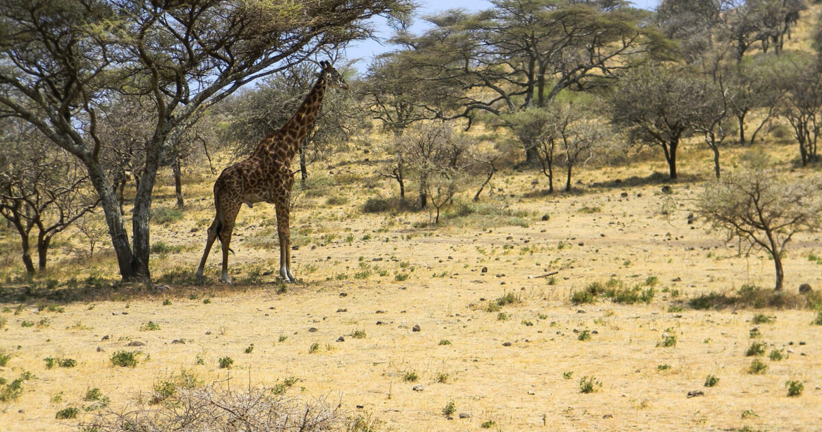 Giraffa Serengeti