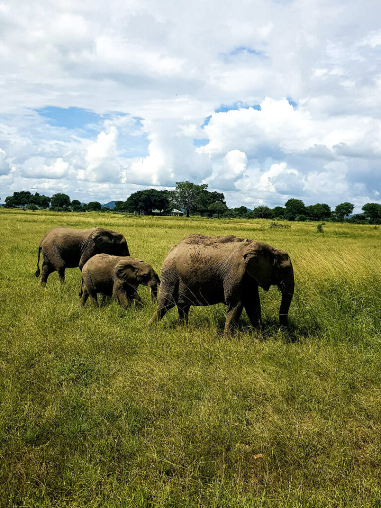 safari in giornata da Zanzibar al Mikumi national park