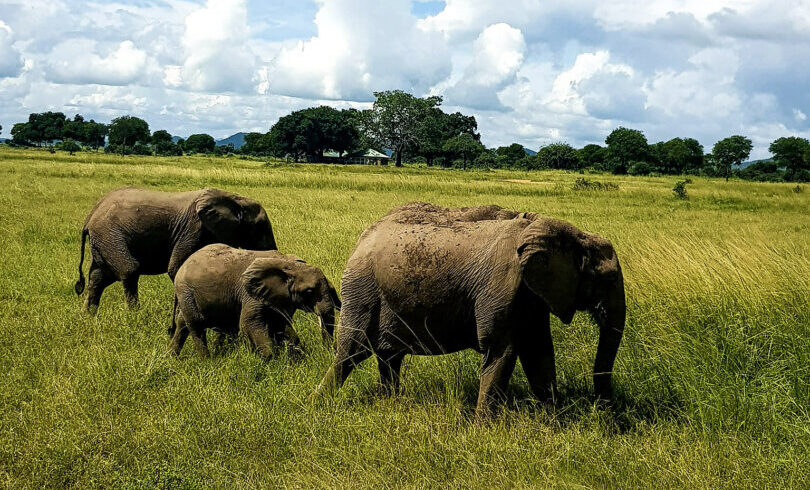 safari in giornata da Zanzibar al Mikumi national park