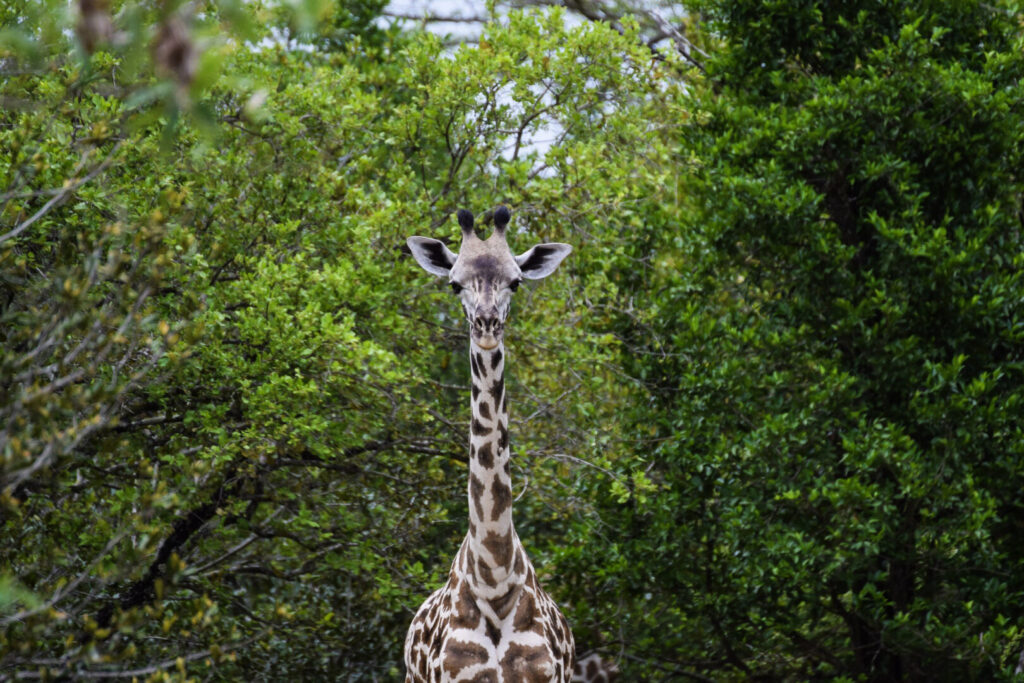giraffe selous