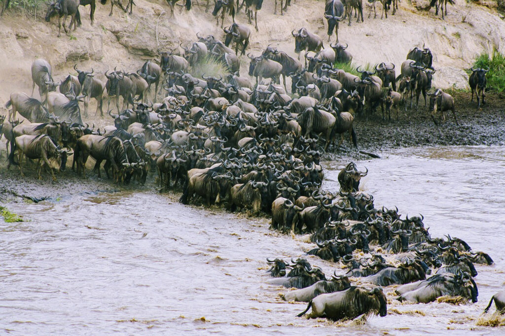 speciale grande migrazione in Tanzania