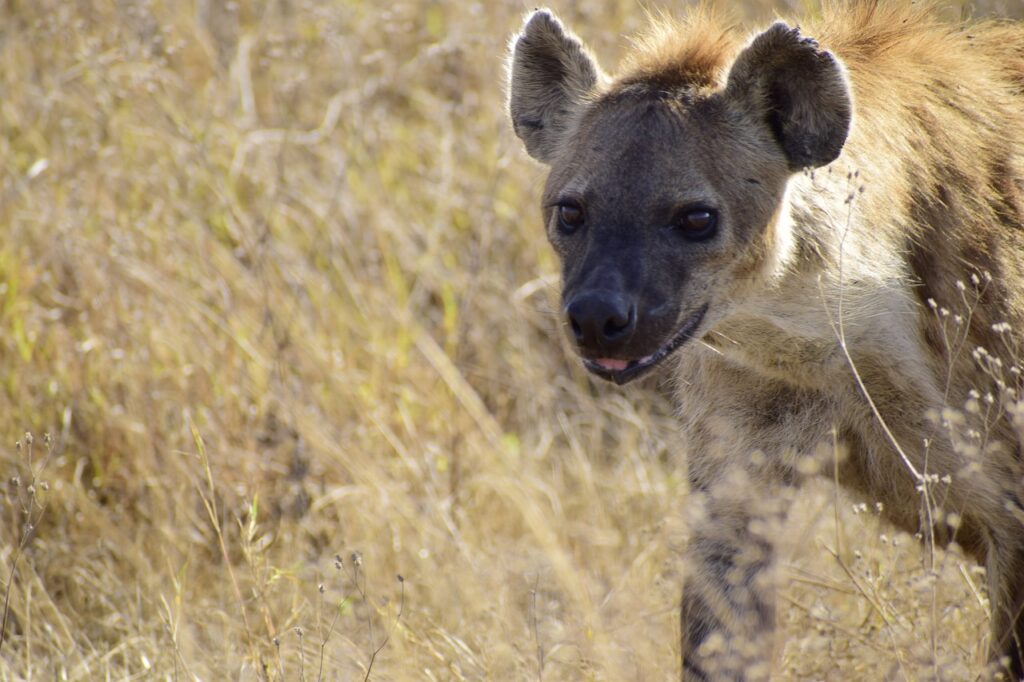 hyena-6824505_1280