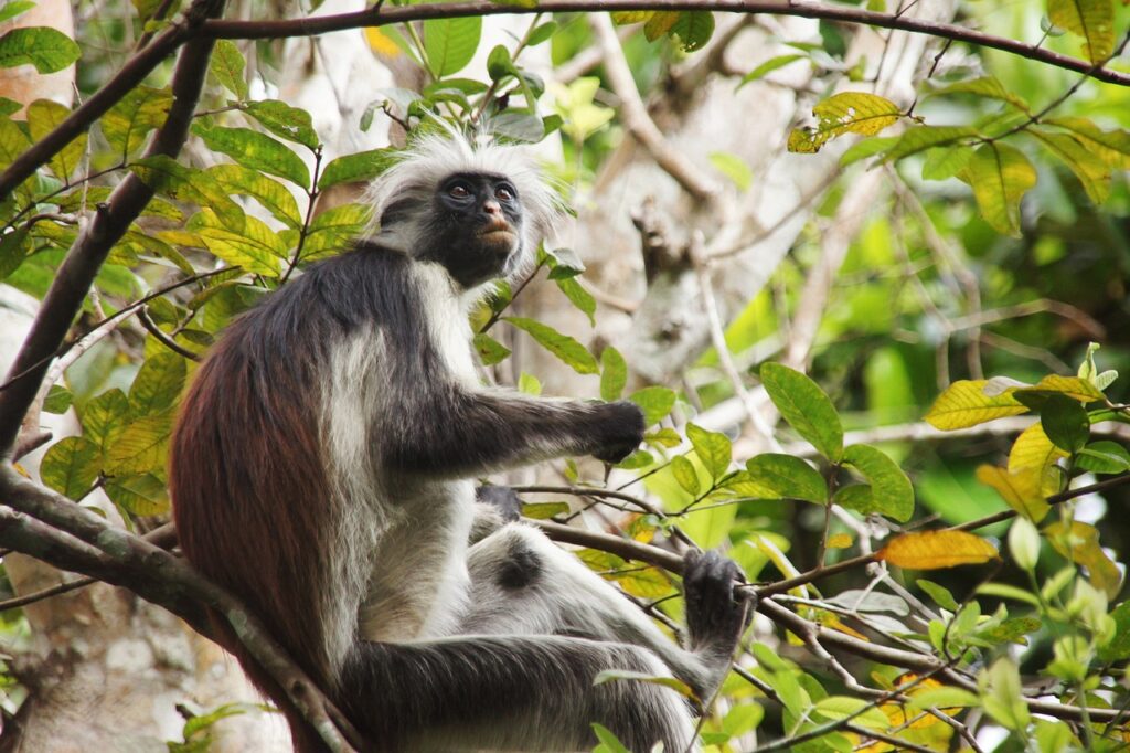 Escursini a Zanzibar Jozani forest