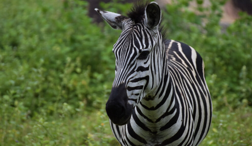 zebra saanane