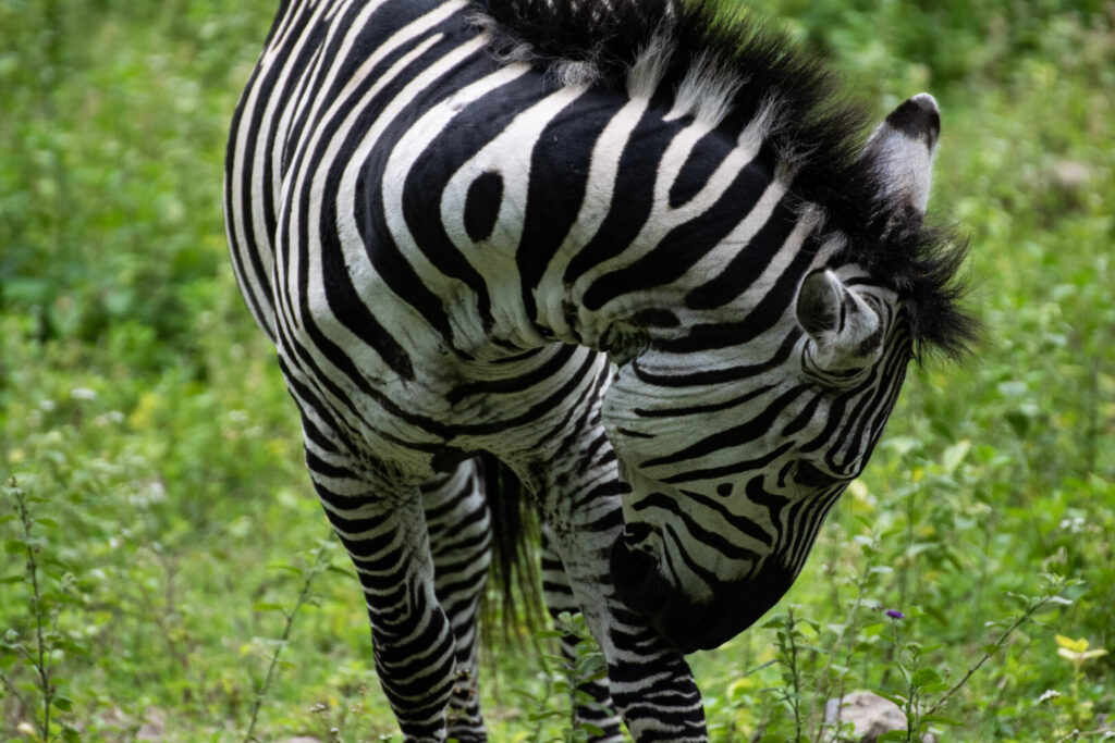 Zebra a Saanane durante il safari in Tanzania