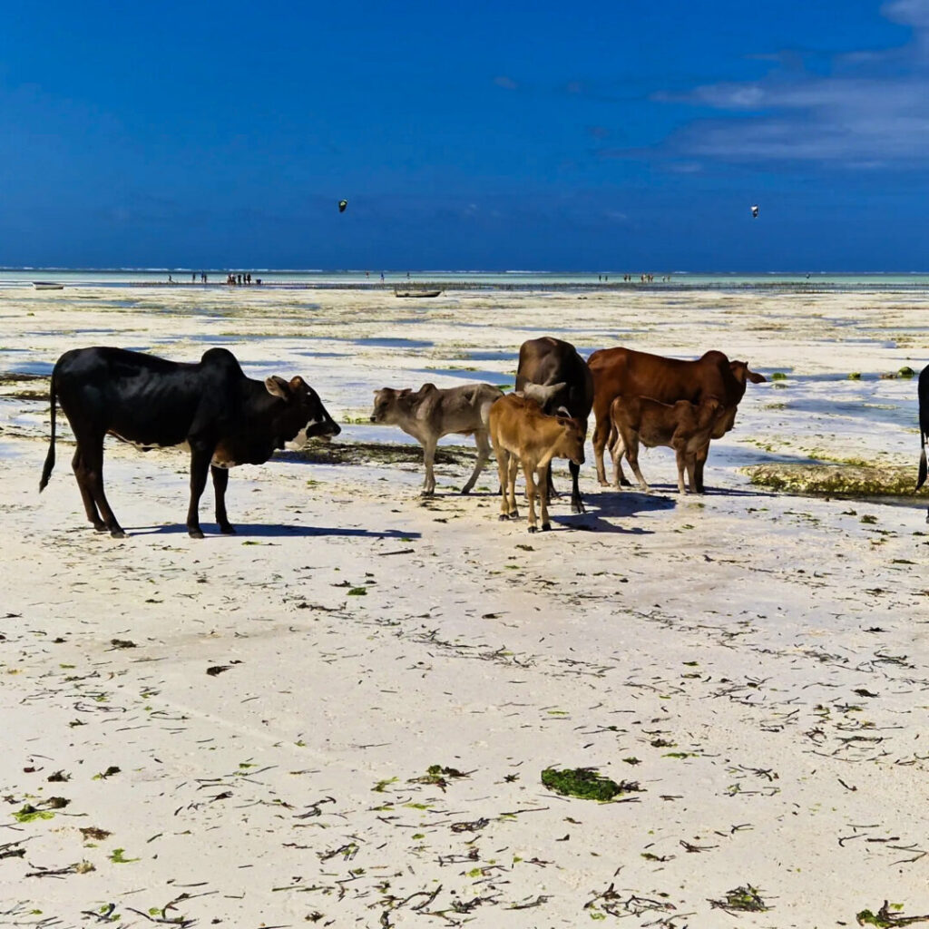 Dove alloggiare a Zanzibar, bassa marea