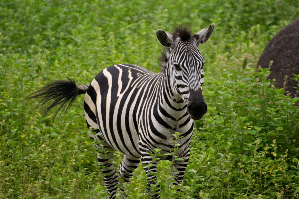 Safari a piedi, Saanane national park