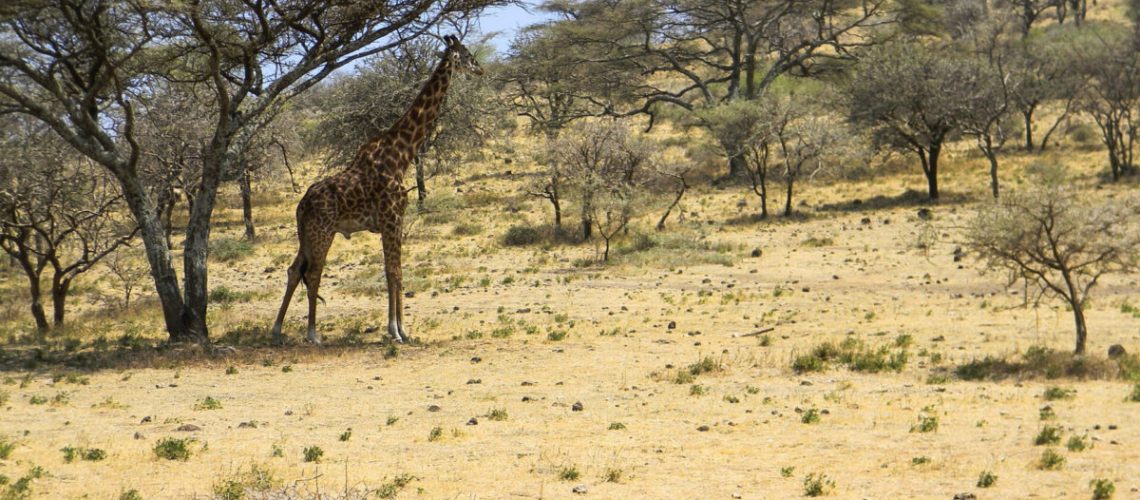 Giraffa Serengeti
